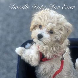 Goldendoodle, Maltipoo, and Yorkipoo Puppies from Doodle Pups Fur-Ever