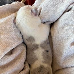 Female 1 - Blue merle and white female American Corgi puppy in Bloomfield, Iowa from Seven B Corgis & Doxies