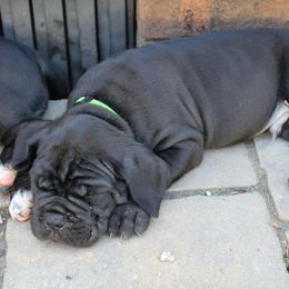 Cane Corso Puppies from Steel Legacy Cane Corso