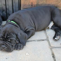 Cane Corso Puppies from Steel Legacy Cane Corso
