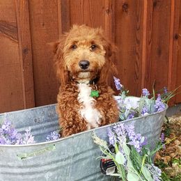 Goldendoodles from Cecily's Goldendoodles of TN