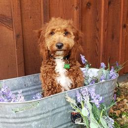 Goldendoodles from Cecily's Goldendoodles of TN