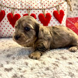 Q-tip - Cream female Dachshund puppy in Hensley, Arkansas from The Dachshund Barn