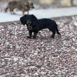 Black And Tan Brindle Point Longhair Female - Brindle female Dachshund puppy in Horizon City, Texas from Willipaws