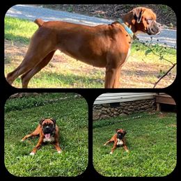 Teeter - Boxer