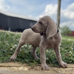 Silver male - Silver gray male Weimaraner puppy in Lancaster, Kentucky from Heavy Hollow Farm