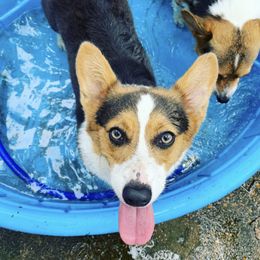 Sprinkles - Pembroke Welsh Corgi