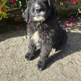 Molly moose - Parti female Saint Berdoodle puppy in Castle Rock, Washington from PNW Saint Berdoodles