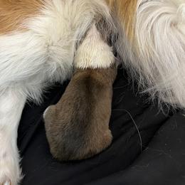 Collie Puppies from Jolly Collies