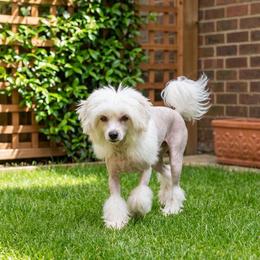 Bear - White male Chinese Crested puppy in Rockvale, Tennessee from Cosmic Chinese Cresteds & Wind-Echo Poodles