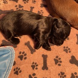 Dachshund Puppies from Doxie Gang