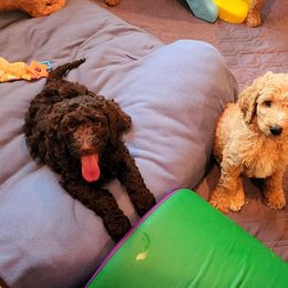 Goldendoodle Puppies from Lucky's Doodlez