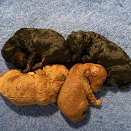 Poodle Puppies from Wanda Burton