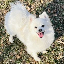 Hadley - Cream Pomeranian puppy in Missouri from Saint Louis Pomeranian babies