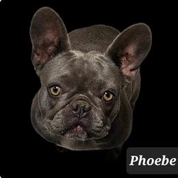 Phoebe - French Bulldog