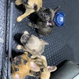 French Bulldog Puppies from 4 Palms Frenchies