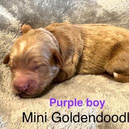 Purple collar boy - Apricot male Goldendoodle puppy in Vian, Oklahoma from Dog Days Doodles