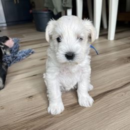 Miniature Schnauzer Puppies from Miles Family Schnauzers