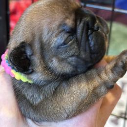 Dixie - Fawn female French Bulldog puppy in Fredericksburg, Virginia from Loved Here First