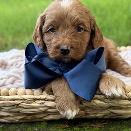 Blue - Red male Australian Labradoodle puppy in Auburn, Washington from West Valley Labradoodles