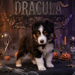 Dracula - Black tri-color male Australian Shepherd puppy in Wrightstown, New Jersey from Hartzland Farm Australian Shepherds