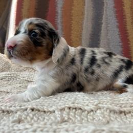Daisy - Dapple female Dachshund puppy in Mesa, Arizona from Ruby Desert Doxies
