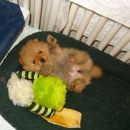 Pomeranian Puppies from Dreamweaver Poms