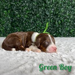 Green boy - Tri-color male Bernedoodle puppy in Modesto, California from Two Doods Doodles