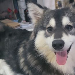 Pomskies from Hampton Shores Pomsky