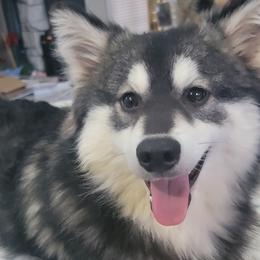 Pomskies from Hampton Shores Pomsky