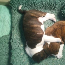 Basenji and Italian Greyhound Puppies from Khani's Basenjis and Italian Greyhounds
