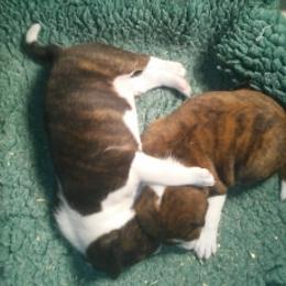 Basenji and Italian Greyhound Puppies from Khani's Basenjis and Italian Greyhounds