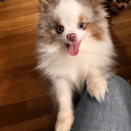 Pomeranian and Pomsky Puppies from Stonehill Breeders