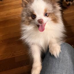 Pomeranian and Pomsky Puppies from Stonehill Breeders