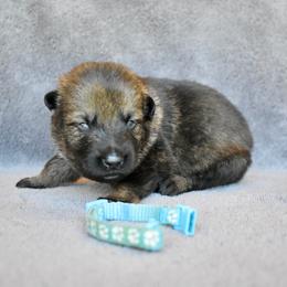 Light Blue - Sable female German Shepherd puppy in Cherryville, North Carolina from Masky Kennel