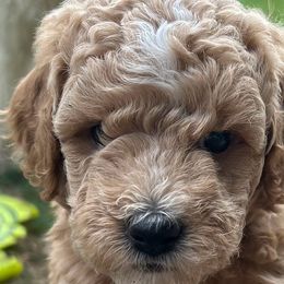 Poodles from Mitten Parti Poodles