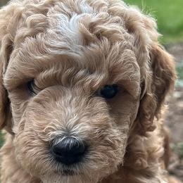 Poodles from Mitten Parti Poodles