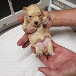 Girl 1 - Poodle puppy in Butler County, Missouri from Paws4PetsMO