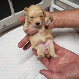 Girl 1 - Poodle puppy in Butler County, Missouri from Paws4PetsMO