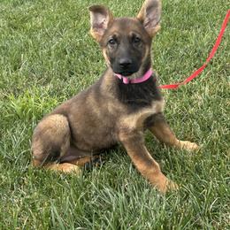 Tatiana - Sable female German Shepherd puppy in Whitewater, California from Vom Haus Metzler Shepherds