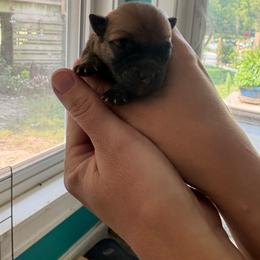 Boy 1 - Wheaten male Cairn Terrier puppy in Clayton, Indiana from Hoosier Cairn Terriers