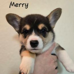 Merry - Black and tan female Pembroke Welsh Corgi puppy in Citrus Heights, California from The Joy of Corgis