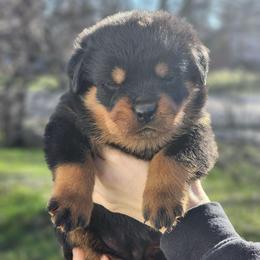 Female 1 Vom Jager Haus - Black and mahogany female Rottweiler puppy in Reynoldsburg, Ohio from Vom Jager Haus Rottweilers