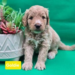 Goldie - Apricot female Goldendoodle puppy in Summerville, South Carolina from Channys Doodles