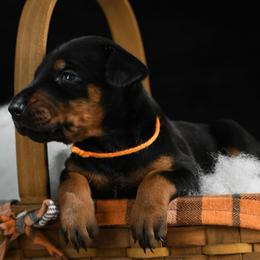 Vice - Black and rust male Doberman Pinscher puppy in Overton, Texas from Obsidian Kennel
