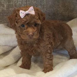 Fergie - Red  female Poodle puppy in Milford, Indiana from Olde Heritage K-9
