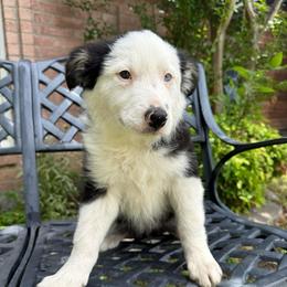 Sua - Black and white female Border Collie puppy in Mckinney, Texas from Border Collies of Ruidoso