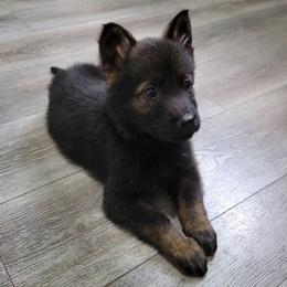 Orange Collar - Arlo - Sable male German Shepherd puppy in Augusta, West Virginia from Cricket Hollow Canines