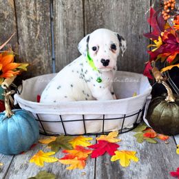 Paul - White and black male Dalmatian puppy in Neosho, Missouri from County-Line Critters
