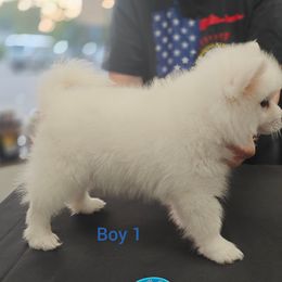 Elvis - White male American Eskimo Dog puppy in Farmington, Minnesota from Fissan American Eskimos